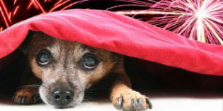 Fido e i botti di Capodanno: vademecum per la sopravvivenza!