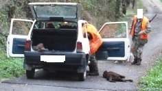 Caccia al Cinghiale. Cane ferito nella battuta, torna la polemica