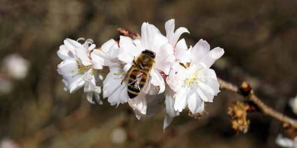 Dove fiorisce la neve.... Gli auguri in rima (e in foto) di OK!Mugello