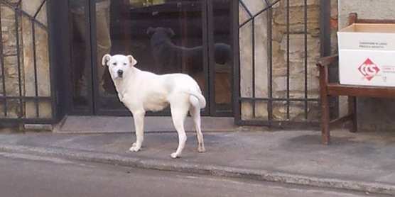 Palazzuolo. 'Fido' cerca casa? Si è perso? Segnalazione su Facebook