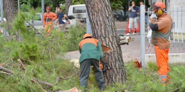 Lavori di taglio arboreo su Brisighellese-Ravennate