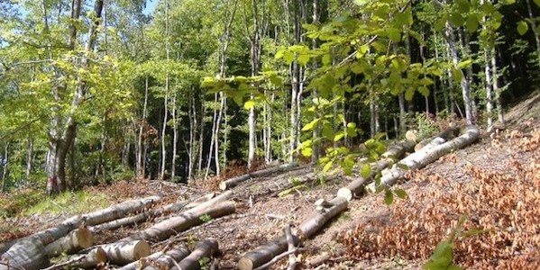 Sfigurato dalla motosega, era a nero. Condannati i titolari....