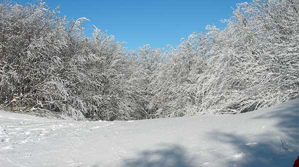 Biancaneve del Falterona. Ciaspolata nella bellezza