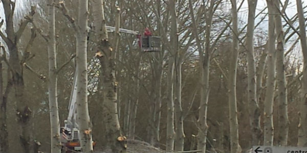 Potature, strade e non solo. L'attività del cantiere comunale