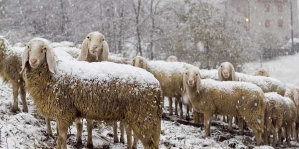 Strage di pecore assiderate a Firenzuola. Blitz della Forestale
