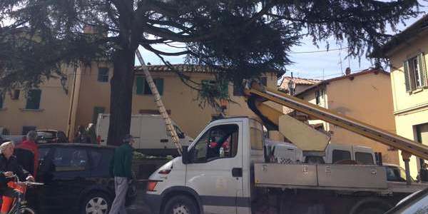 Gatto sull'albero. Interviene il...cestello meccanico