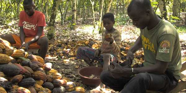 Studenti giornalisti parlano di cacao e sfruttamento. Al Giotto Ulivi