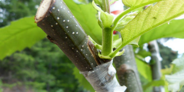 Castagno, incontro sule moderne tecniche d’innesto. A Moscheta