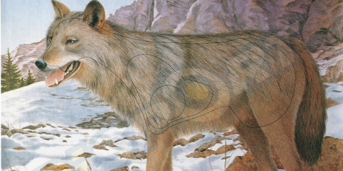 Tiro al lupo a Vivilosport? Interviene la Lav