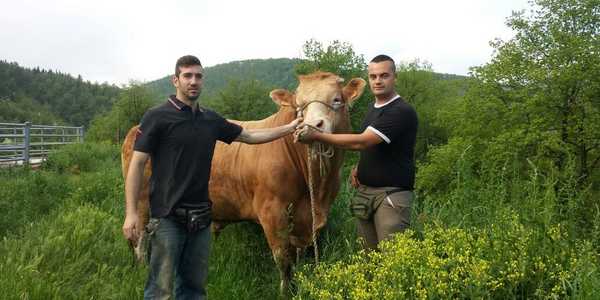 Giacomo e Roberto. A 25 anni allevatori in Mugello, e una stalla nuova