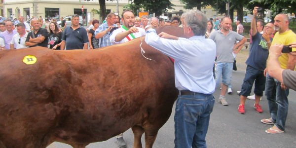 Borgo come Pamplona? La sfilata dei tori in centro