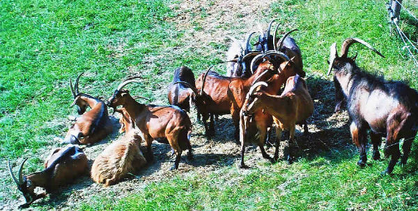 Le feste all’ eremo di Santa Maria