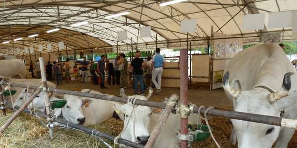 Borgo e la Fiera Agricola. Bilancio degli organizzatori