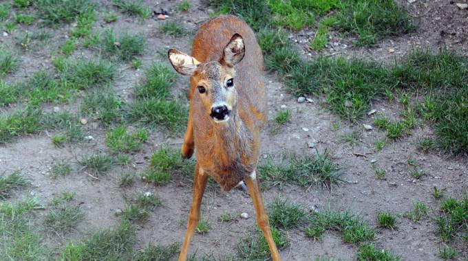 Capriolo nel canale a Bilancino. Video del savataggio