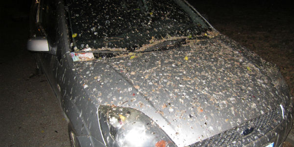 Auto 'bombardata' dagli storni. A Borgo torna l'invasione?