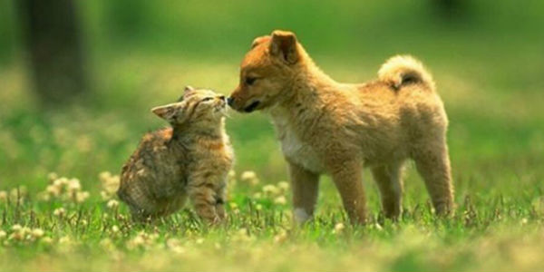 Mugello “pet friendly”, vacanze per turisti a 4 zampe