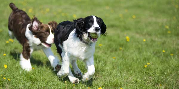 Area Sgambamento cani. Bando per la gestione