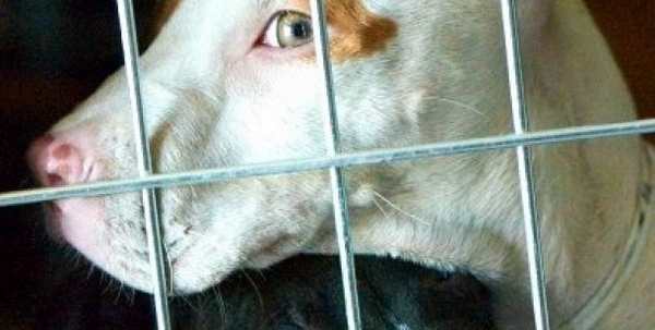 Furgone con 50 cani stremati. L'ombra dei viaggi da sud a nord