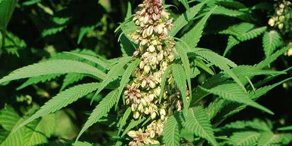 Coltivatore artigianale di marjuana denunciato dai Carabinieri