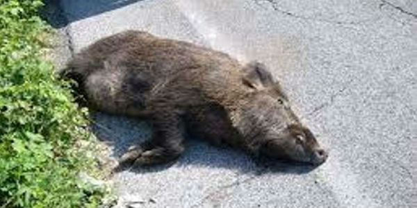 Investe cinghiale con l'auto, soccorsa dall'ambulanza