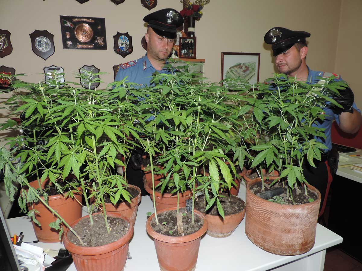Coltivatore artigianale di marjuana denunciato dai Carabinieri