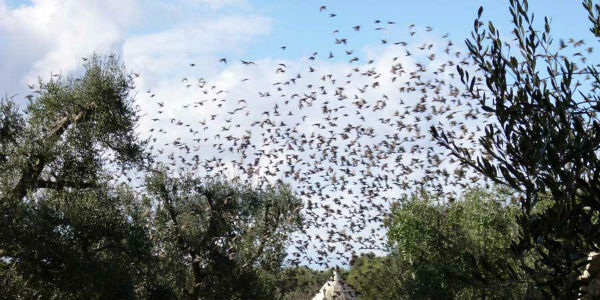 Provvedimenti per allontanare gli storni dal centro storico