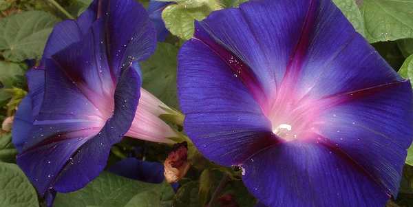 In casa pianta allucinogena e hashish. Nuovo sequestro a Vicchio