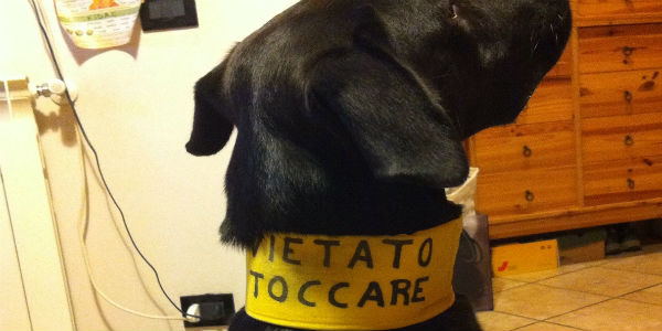 Fiocco giallo al guinzaglio. Che significa?