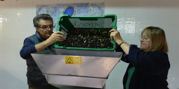 Casa di Giotto. Uva e olivo protagonisti