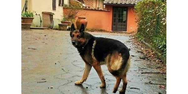 Solo dopo la morte del padrone. Cerca una nuova casa