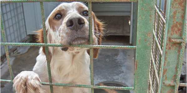 Polemica sui randagi. Fondi per incentivare le adozioni