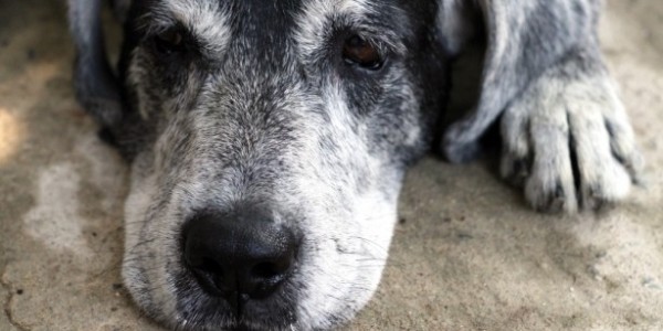 Cane cade nel fognone, salvato dai pompieri