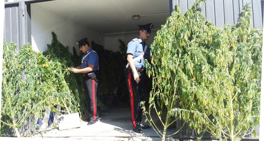 Marijuana. Piantagione a Palazzuolo, foto e cronaca dell'operazione