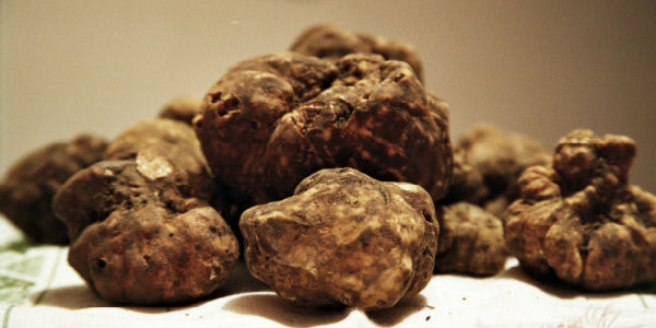 Tartufo. A Expo incontro organizzato dal Mugello