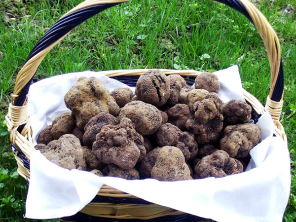 Sagra del tartufo a Scarperia. Per la Misericordia