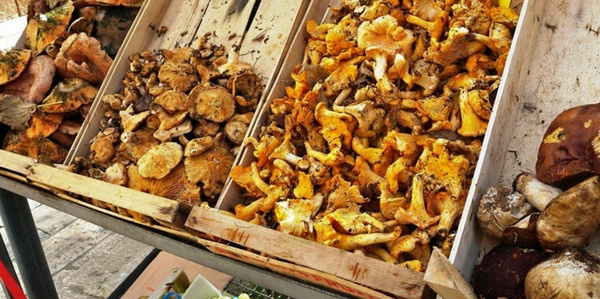 Vendeva funghi davanti al casello. Merce sequestrata