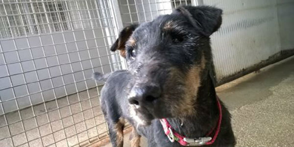 Un 'nonno' sotto l'albero. Perché adottare un cane anziano