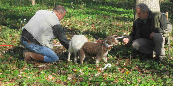 Il tartufo nel Mugello