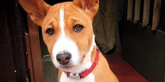 Chi ha visto questa canina? Info e contatti per aiutare una famiglia mugellana