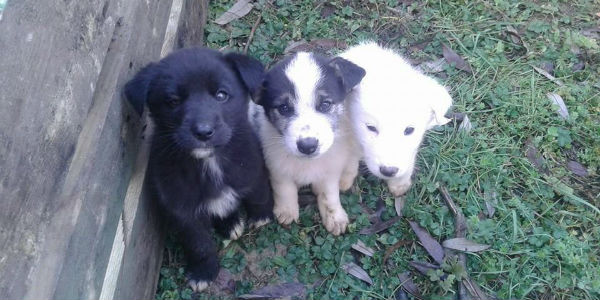 Teneri cuccioli cercano casa a Borgo. Foto e contatti