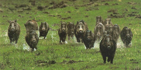 Pratolino, oggi abbattimento ungulati