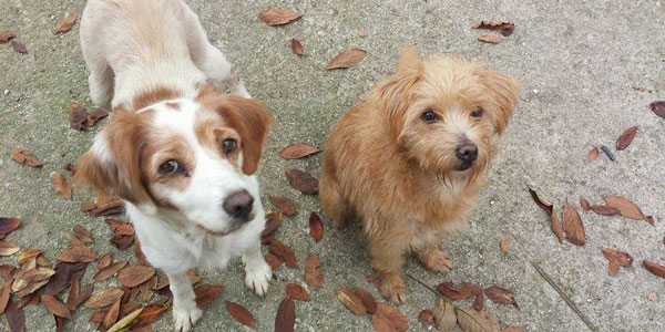 La dolce storia di Luna e Chicca. Dolci cagnette in cerca di adozione