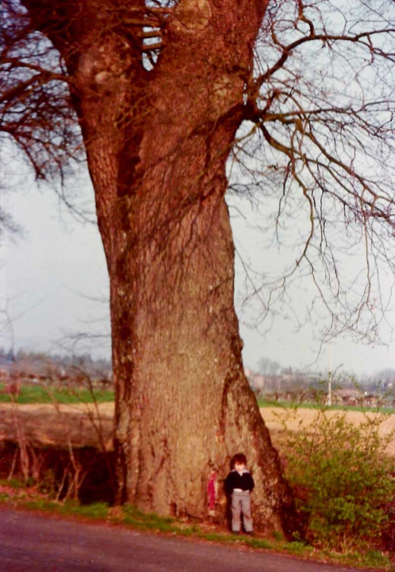 La Quercia di Senni. Storia e vicende di un gigante del Mugello. Prima puntata