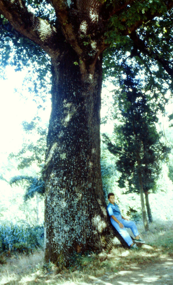 La storia della grande quercia di Ribottini nel ricordo del Prof. Capodarca