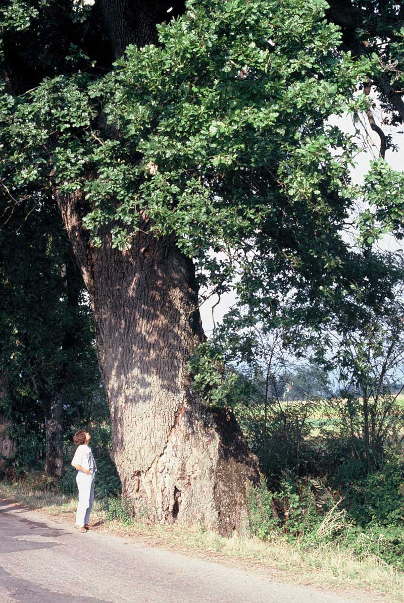 La Quercia di Senni. Storia e vicende di un gigante del Mugello. Prima puntata