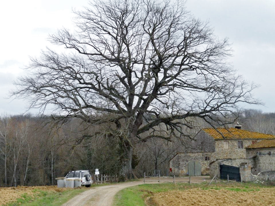 La storia della grande quercia di Ribottini nel ricordo del Prof. Capodarca