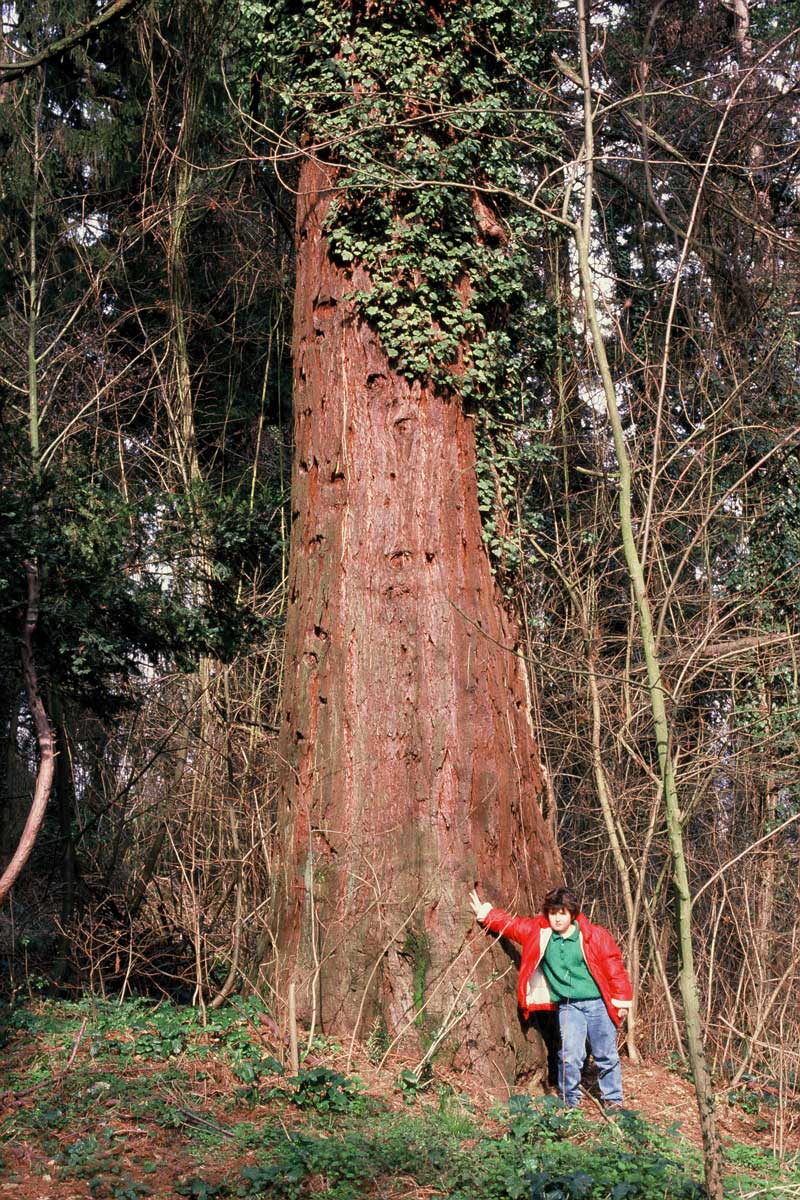 La Sequoia di Villa Torre Palagio. Fine di un glorioso testimone di guerra mugellano
