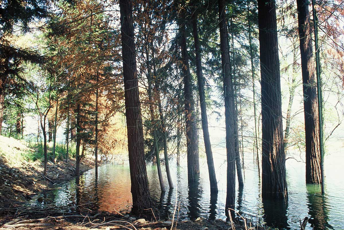 La Sequoia di Villa Torre Palagio. Fine di un glorioso testimone di guerra mugellano