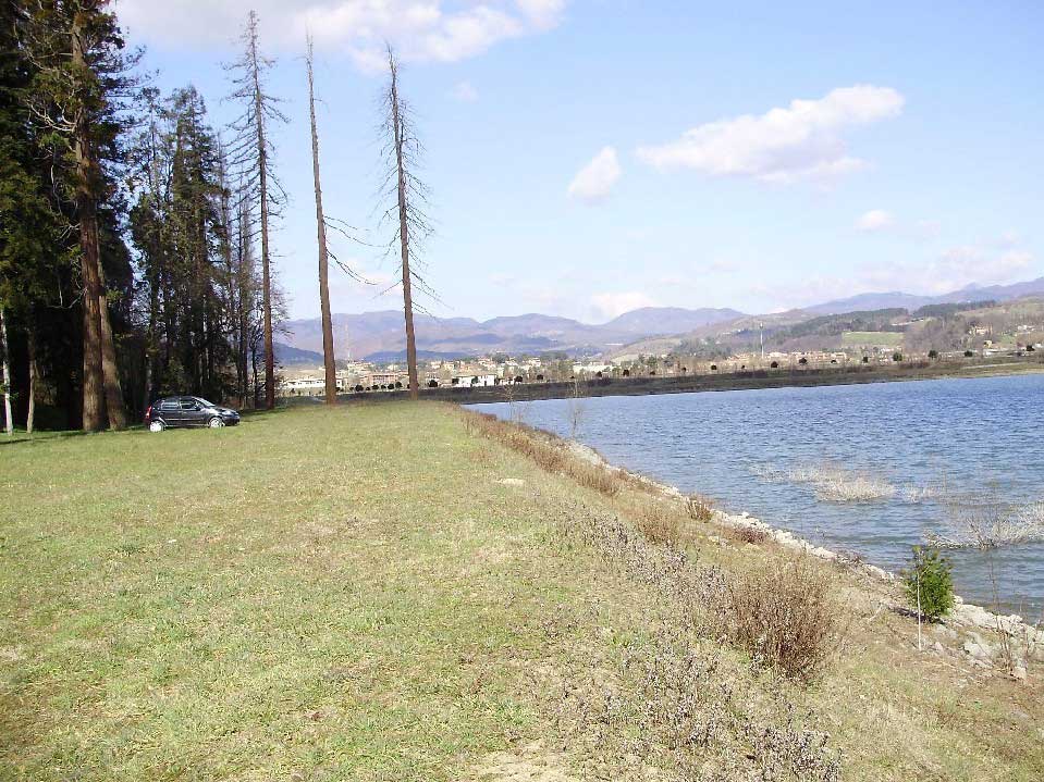 La Sequoia di Villa Torre Palagio. Fine di un glorioso testimone di guerra mugellano