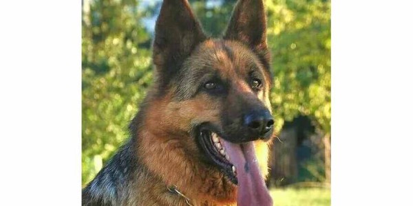 Appello per Charlie, pastore tedesco scappato